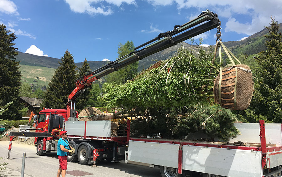 Michellod-paysage-planting-tree-verbier