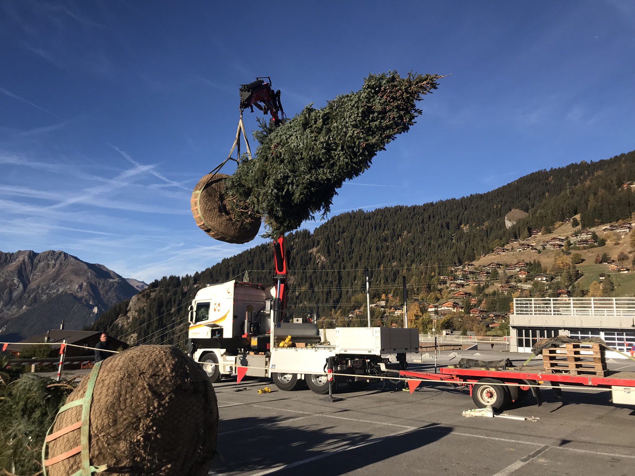 Order-large-tree-verbier-bagnes