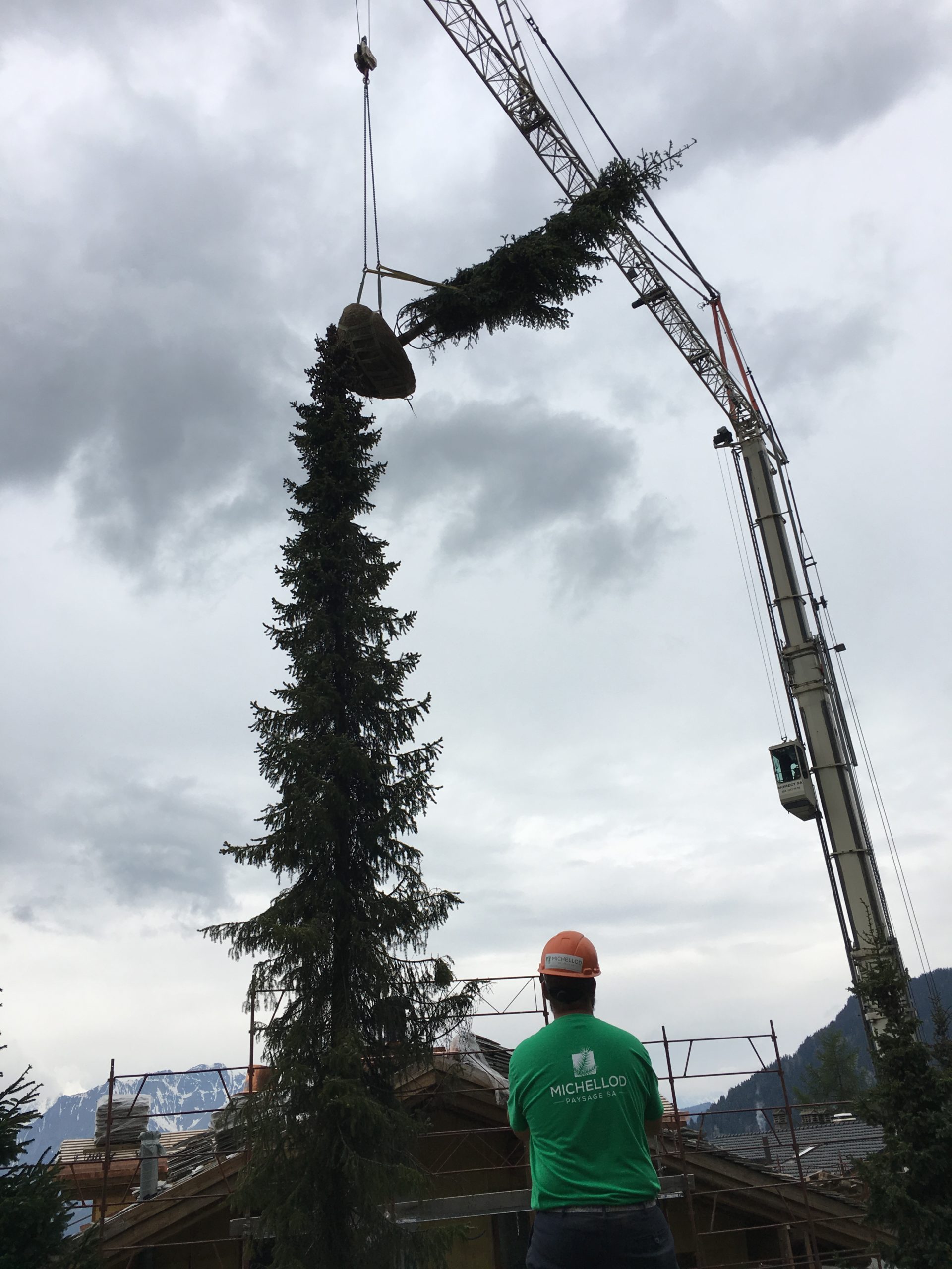 Planting-large-trees-verbier